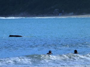 Baleia Jubarte no Pântano do Sul