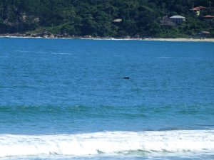 Baleia Jubarte no Pântano do Sul