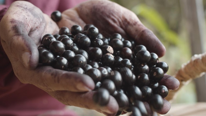 Projeto Sementes Regenerativas prevê reinserção da palmeira Juçara em Florianópolis e doação de sementes para população Guarani M'bya 1