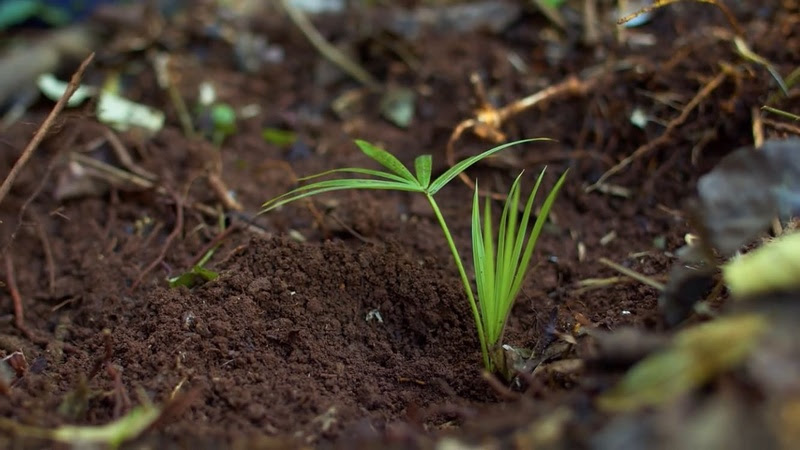 Projeto Sementes Regenerativas prevê reinserção da palmeira Juçara em Florianópolis e doação de sementes para população Guarani M'bya 2