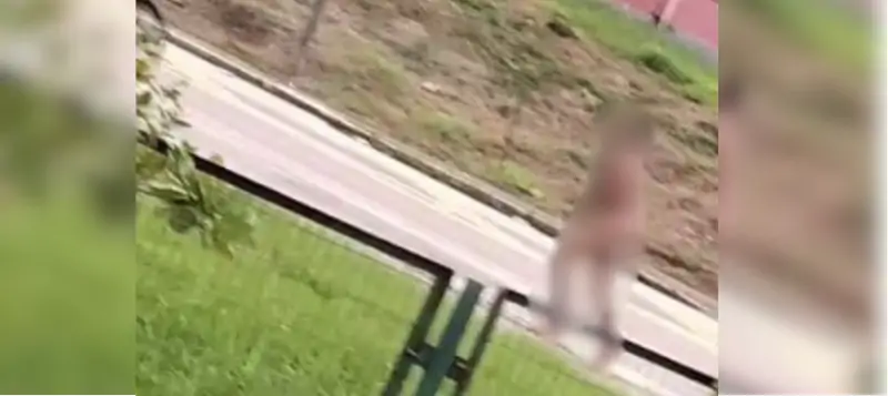 Homem em surto psicótico é encontrado andando nu pelas ruas no Rio Tavares 1