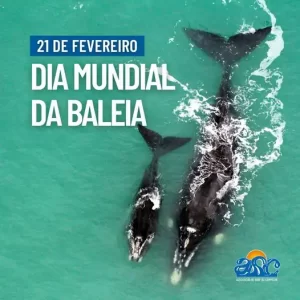 Associação do Surf do Campeche destaca o Dia Mundial das Baleias 8