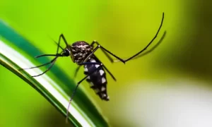 Leia mais sobre o artigo Cientistas desenvolvem armadilha para combater o mosquito da dengue