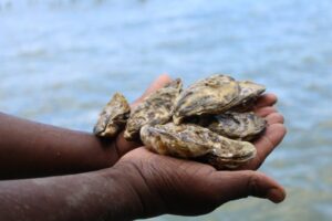 Leia mais sobre o artigo Cidasc libera novas áreas para retirada, consumo e comercialização de moluscos bivalves