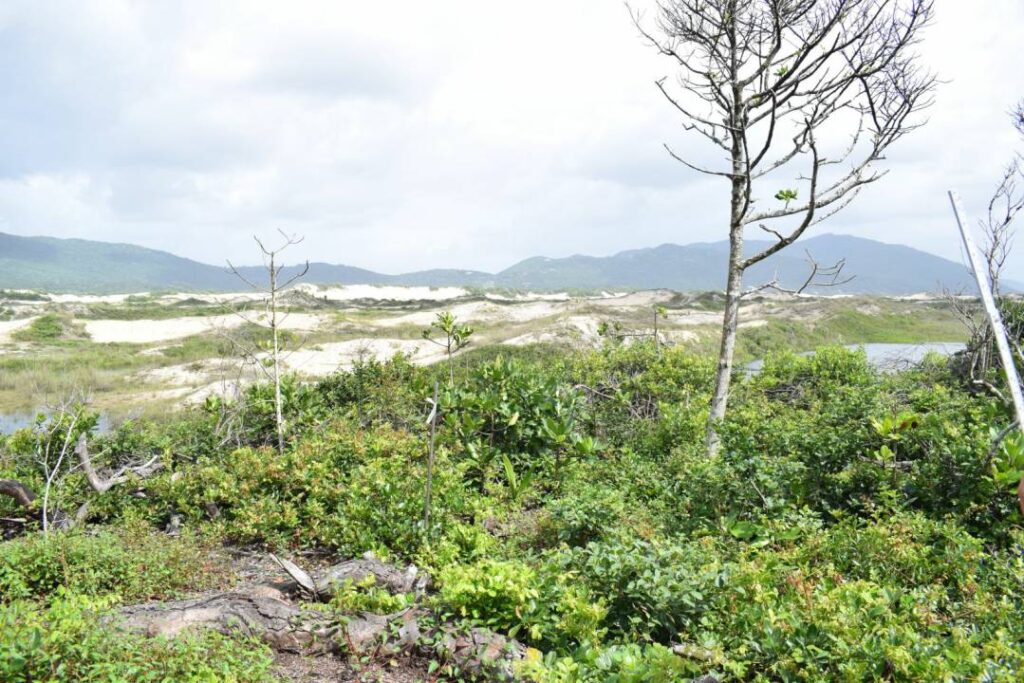 Projeto restaura restinga e recupera vegetação no Parque Natural da Lagoa da Conceição 2