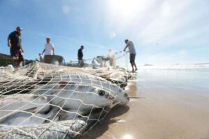 Leia mais sobre o artigo SAQ alerta aos pescadores sobre períodos e cotas para captura da tainha