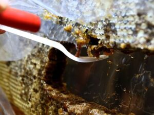 Leia mais sobre o artigo Feira estadual do mel de Santa Catarina começa nesta quarta-feira em Florianópolis