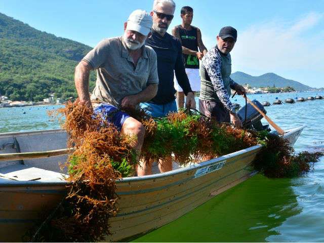 Nota técnica da Epagri traz orientações para evitar superprodução de macroalga em SC 1