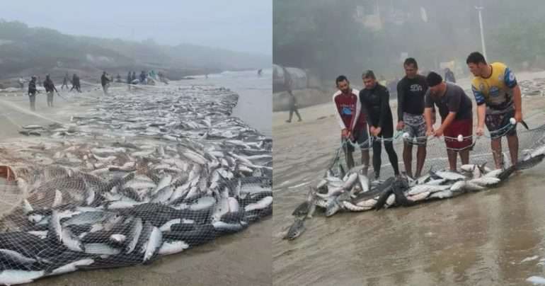 Lanço histórico captura mais de 22 mil tainhas na Barra da Lagoa 1