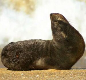 Leia mais sobre o artigo Lobo-marinho-sul-americano descansa na Praia da Armação em Florianópolis