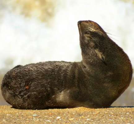 Lobo-marinho-sul-americano descansa na Praia da Armação em Florianópolis 1