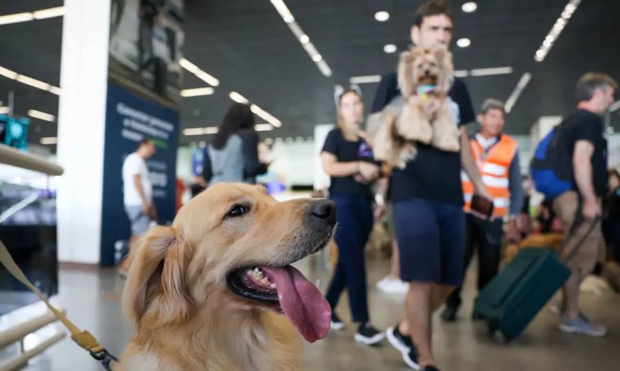 Convívio com animais traz benefícios à saúde física e mental do tutor 1