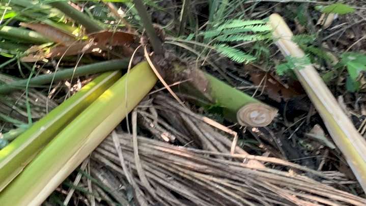 Corte ilegal de palmito é flagrado em unidade de conservação em Florianópolis 1