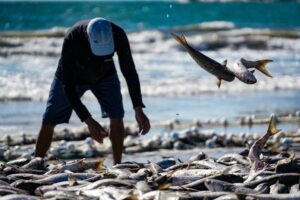 Leia mais sobre o artigo Santa Catarina pesca mais de dois milhões de quilos de tainhas na safra 2024