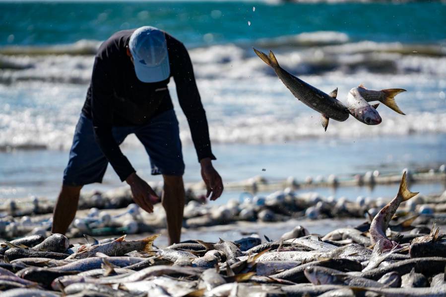 Santa Catarina pesca mais de dois milhões de quilos de tainhas na safra 2024 1