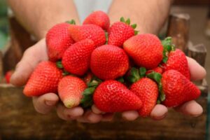 Leia mais sobre o artigo Secretaria da Agricultura discute perspectivas da produção orgânica em Santa Catarina