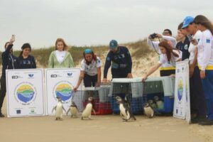 Leia mais sobre o artigo Após reabilitação, 16 pinguins voltam ao seu habitat