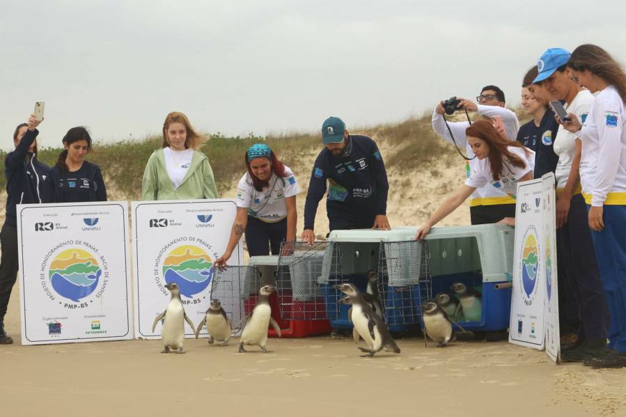 Após reabilitação, 16 pinguins voltam ao seu habitat 1