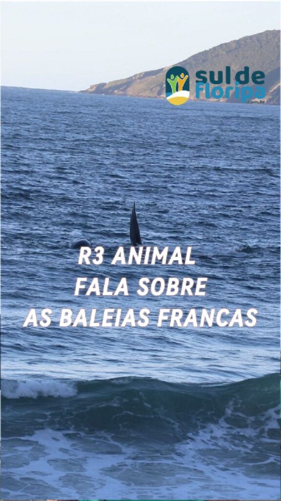 Baleias Francas Visitam o Litoral Catarinense com seus encantos e os cuidados necessários 1