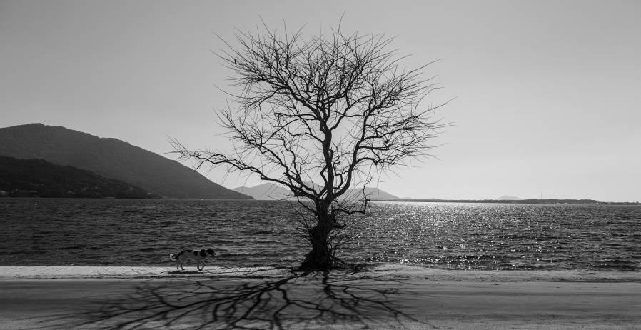 Feira Arte Foto reúne trabalhos de 34 fotógrafos em Florianópolis 1