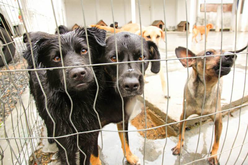 SC terá cadastro de cuidadores de animais abandonados 1