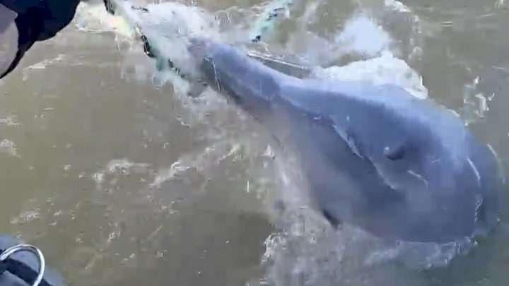 Golfinho preso em rede de pesca ilegal em Florianópolis é resgatado pela PM 1