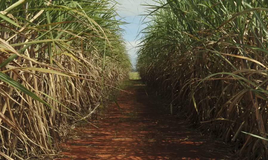 Produção de cana pode cair 20% com mudanças climáticas, diz estudo 1