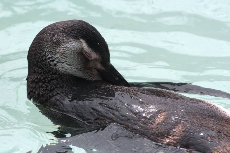 Em 2024, projeto já devolveu ao mar 74 pinguins reabilitados em Florianópolis 2