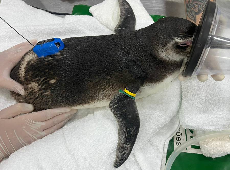 Em Florianópolis, pinguins reabilitados serão devolvidos ao mar e acompanhados via satélite 1