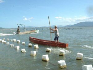 Leia mais sobre o artigo Reunião em Florianópolis discute sobre áreas remanescentes para produção de frutos do mar