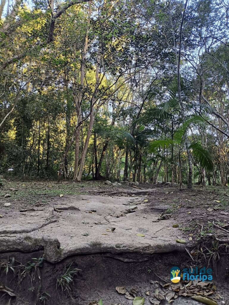 Trilha e Oficina de Fotografia para crianças no Horto Florestal 33