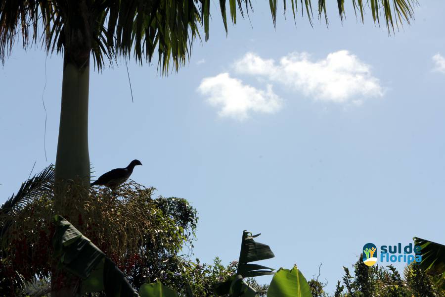 Vivências lúdicas com abelhas sem ferrão no Pântano do Sul 43