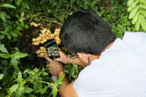 Pesquisadores da UFSC desenvolvem protótipo de aplicativo capaz de identificar fungos através de fotos 3