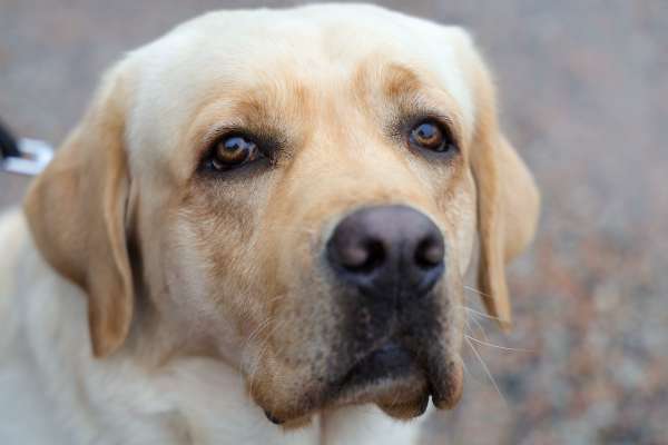 Dezembro Verde com campanha lançada em dezembro é um chamado à conscientização e guarda responsável dos animais 1