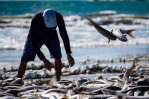 Leia mais sobre o artigo Governo federal pode limitar a pesca da tainha em Santa Catarina