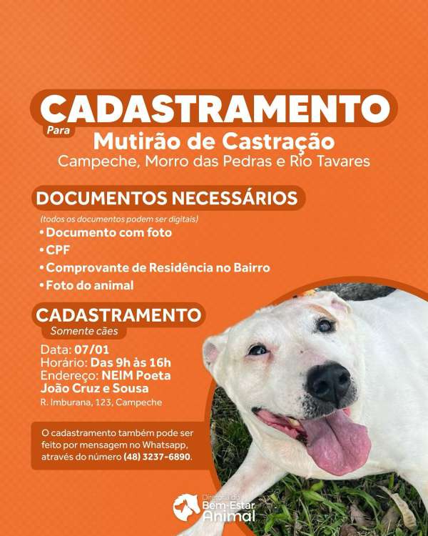 Mutirão de Castração Gratuita para Cães no Sul da Ilha 2