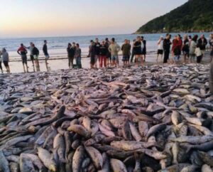 Leia mais sobre o artigo Pescadores podem se inscrever até 26 de janeiro para participar da seleção para pesca da Tainha 2025