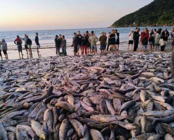 Pescadores podem se inscrever até 26 de janeiro para participar da seleção para pesca da Tainha 2025 1