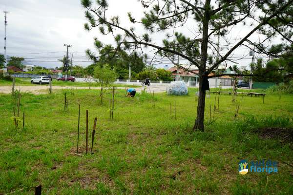 Portal Sul de Floripa acompanha manutenção de mudas no Pacuca promovida pelos Amigos do Pacuca e entidades locais 13