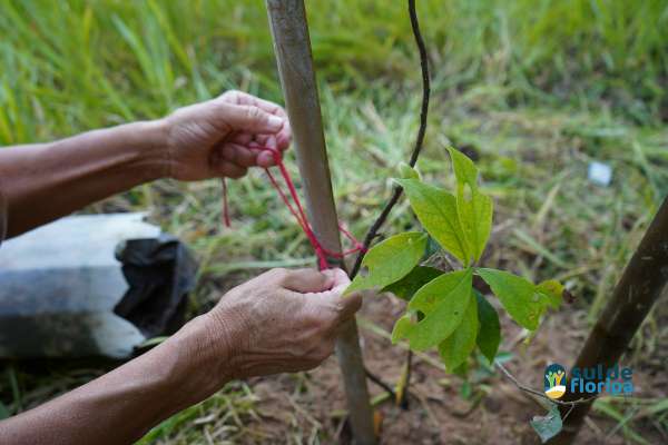 Portal Sul de Floripa acompanha manutenção de mudas no Pacuca promovida pelos Amigos do Pacuca e entidades locais 3