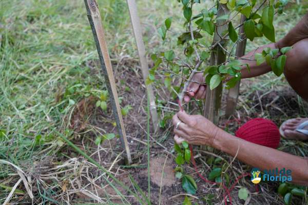 Portal Sul de Floripa acompanha manutenção de mudas no Pacuca promovida pelos Amigos do Pacuca e entidades locais 1