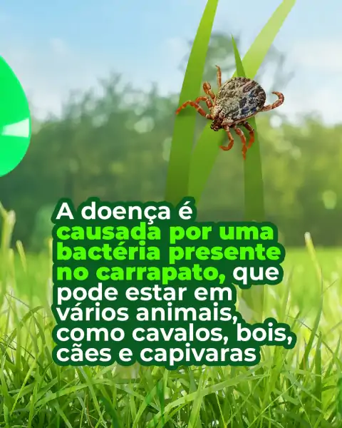 Capivaras são parte da natureza, não do problema 3