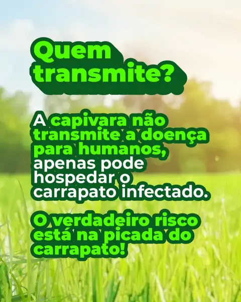 Capivaras são parte da natureza, não do problema 2