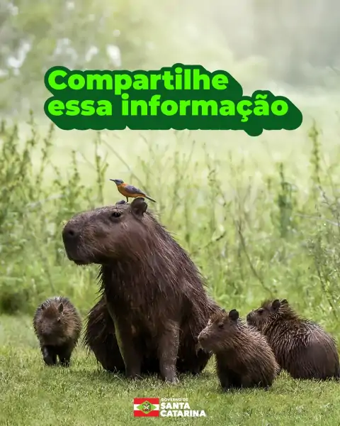 Capivaras são parte da natureza, não do problema 6