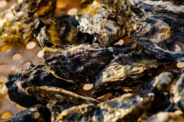 Estão suspensos consumo, comercialização e retirada de moluscos bivalves em algumas áreas de cultivo em Florianópolis 1