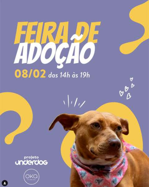 Feira de Adoção de Cães acontece no Oka Floripa neste sábado 3