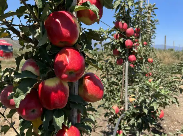 Maçãs desenvolvidas pela Epagri são premiadas na Itália 1