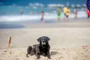 Leia mais sobre o artigo Presença de cachorros nas praias divide moradores de Florianópolis