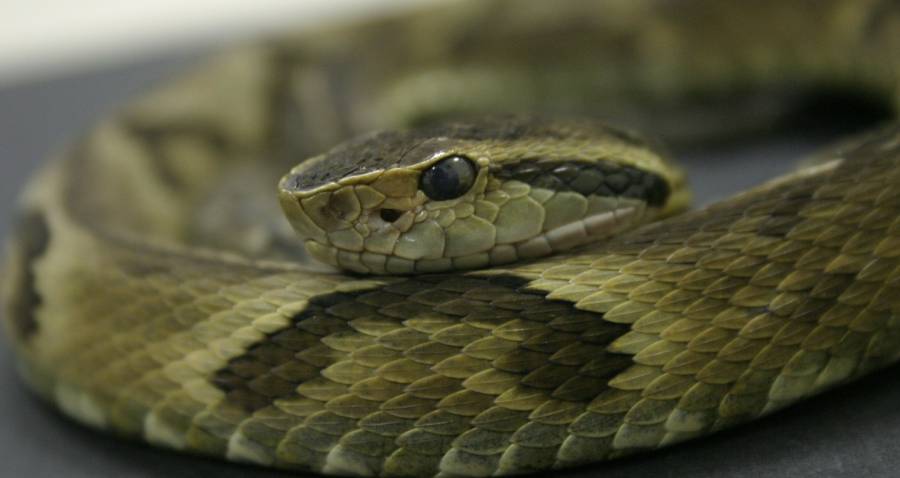 Secretaria da Saúde alerta para o risco de acidentes com animais peçonhentos devido ao calor e chuvas intensas 1