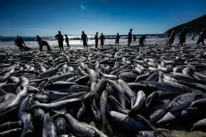 Leia mais sobre o artigo STF não analisa ação de Santa Catarina sobre pesca da tainha e Estado recorrerá à Justiça Federal